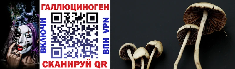 Купить где Мышкин Псилоцибиновые грибы MAGIC MUSHROOMS